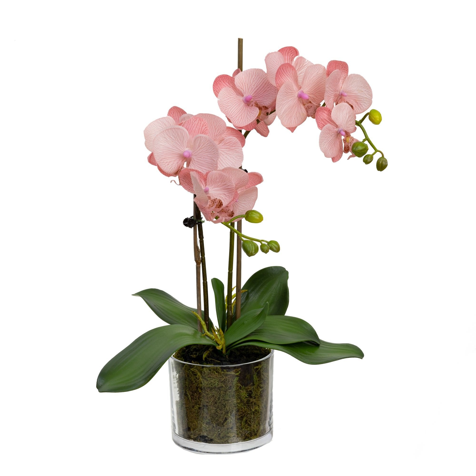 Artificial light top for orchids