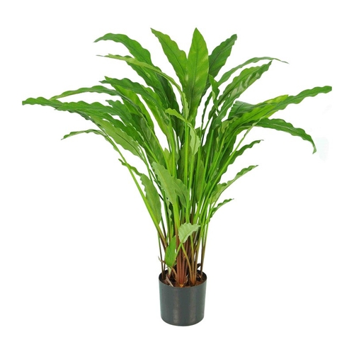 le dracaena Dracaena Lemon lime - 160cm main image 1