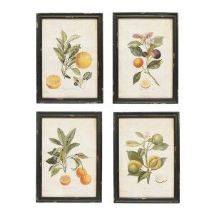 Biology 4 Piece Citrus Illustration Framed Wall Art Print Set, 48cm