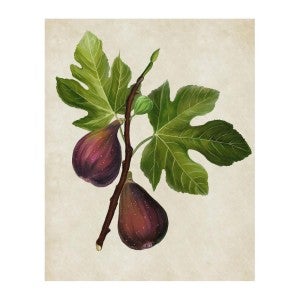 Botanical Illustration Wall Art, Fig, 57cm