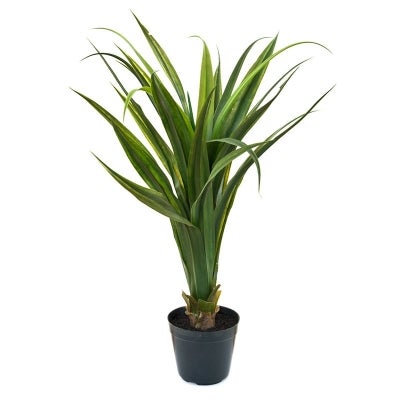 Green Aloe Plant in Plastic Pot