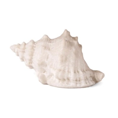 Sancia Battery Operated Light Up Coastal Sculpture, Conch Shell
