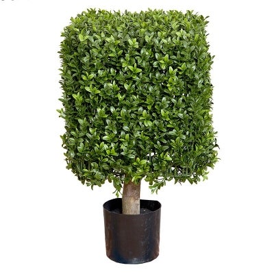 Square Shape Boxwood