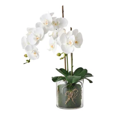 Picabo Artificial Orchid Phalaenopsis in Glass Vase, 56cm