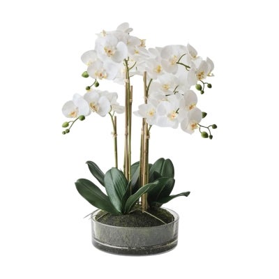 Moxie Artificial Orchid Phalaenopsis in Glass Bowl, 64cm