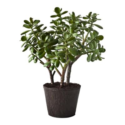 Forestia Artificial Jade Plant, 55cm 