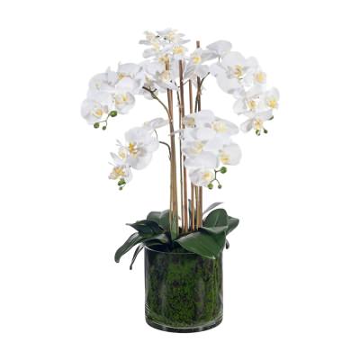 Picabo Artificial Orchid Phalaenopsis in Glass Vase, 70cm