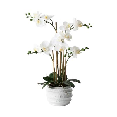 Vala Artificial Orchid Phalaenopsis in Ceramic Pot
