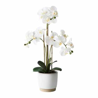 Nele Artificial Orchid Phalaenopsis in Ceramic Pot