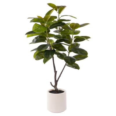 Rogue Artificial Rubber Tree in Ceramic Pot, 150cm
