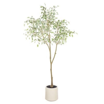 Rogue Artificial Ficus Tree in Ceramic Pot, 180cm