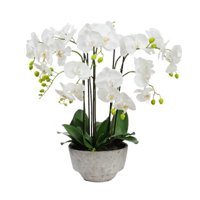 Lunaria Artificial Phalaenopsis Orchid in Concrete Pot, 78cm