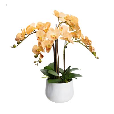 Elira Artificial Phalaenopsis Orchid in Ceramic Pot, 63cm, Toffee Flower