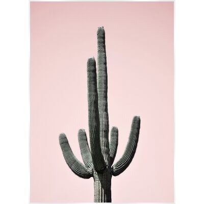 Bold Cactus Canvas Wall Art Print, Saguaro Blush, 140cm