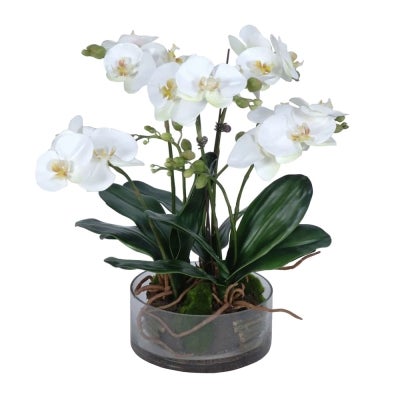 Edna Artificial Phalaenopsis Orchid in Pot, 44cm