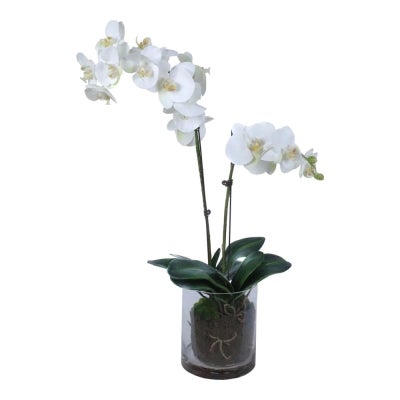 Edna Artificial Phalaenopsis Orchid in Pot, 79cm