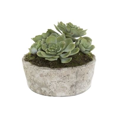Findon Potted Artificial Succulent