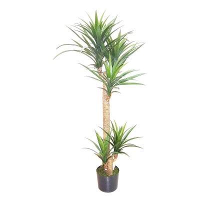 Potted Artificial Yucca Rostrata Tree, 150cm