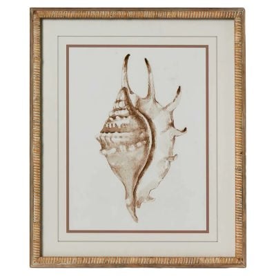 "Conch Shell" Framed Wall Art Print, No.2, 60cm