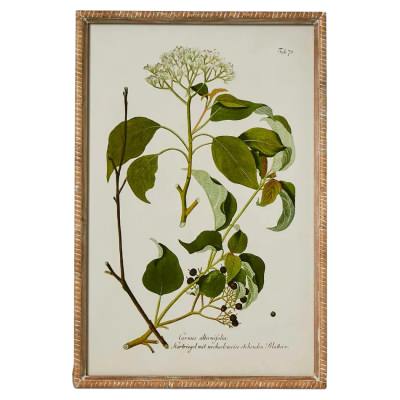 "Greenhouse Botanical" Framed Wall Art Print, No.1, 60cm