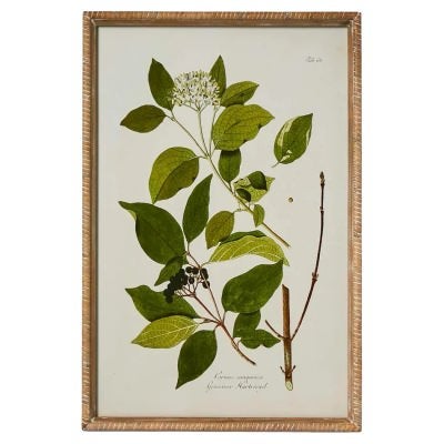 "Greenhouse Botanical" Framed Wall Art Print, No.2, 60cm