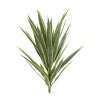 Variegated Green
