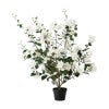 White Flower