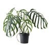 Forestia Potted Real Touch Artificial Monstera Dilacerata Plant, 80cm
