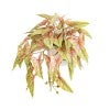 Red Variegated