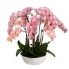 Mauve Flower