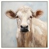 Brown Swiss